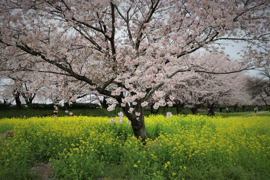 24.4ホール花田