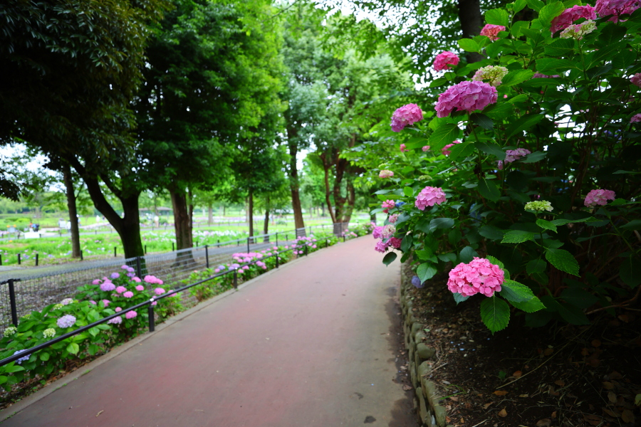 26.6通路花田