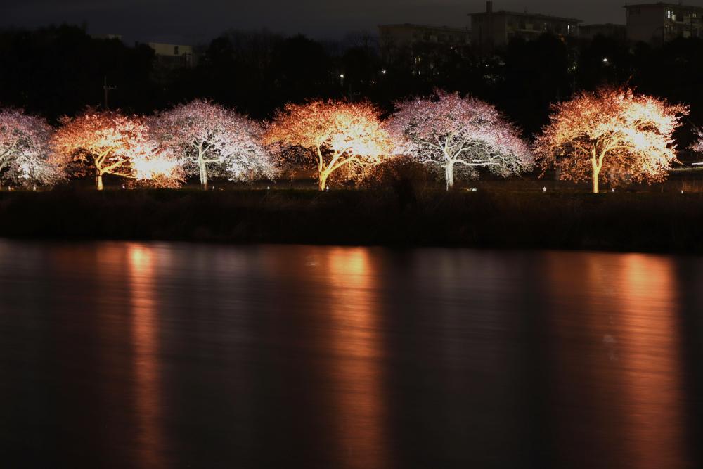 千本桜2404体育館ホール大多和