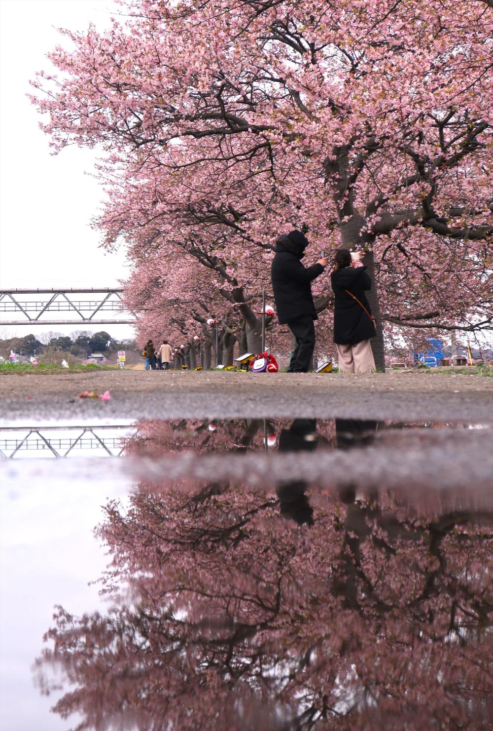 千本桜2404体育館廊下大多和 (1)