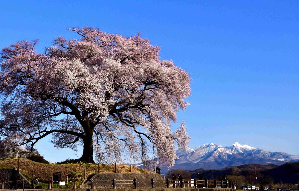 DSC_1276  碧空と桜