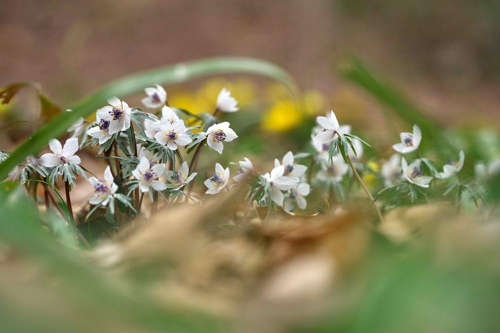 DSC00741(26.2ホール　貝和）