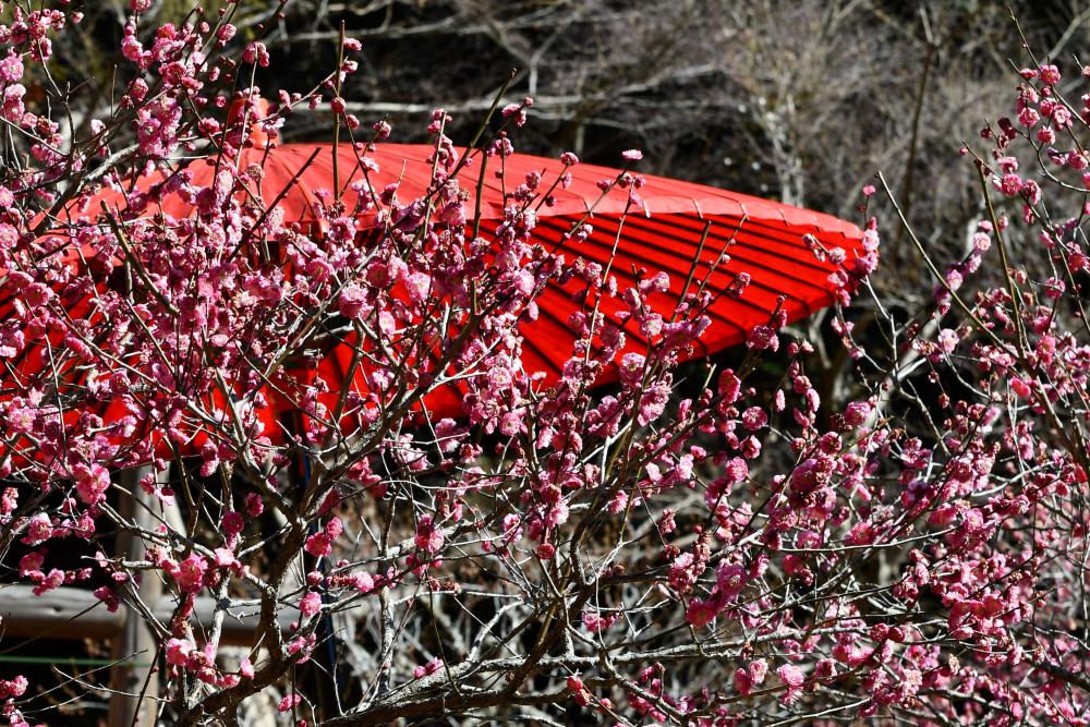 いろどり.河合成田山2.通路DSC_4176