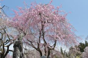 2026.4通路河合DSC_5177