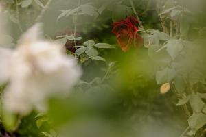 2604ホール稲石実