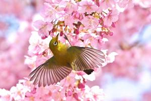 2602ホール澤村「花開く」