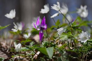 DSC_4721_02志子田