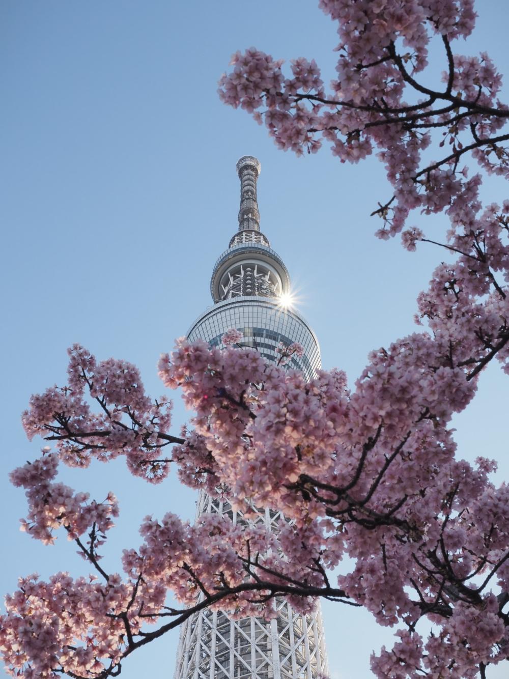 昇日の空樹