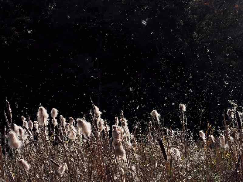 光の綿雪