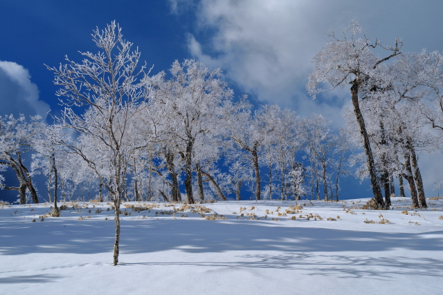 蒼き空、白き森