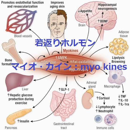 マイオ・カインの効果.jpg