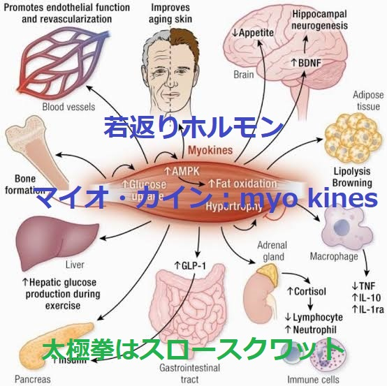 マイオ・カインの効果.jpg