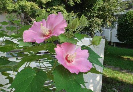 芙蓉(26.9)