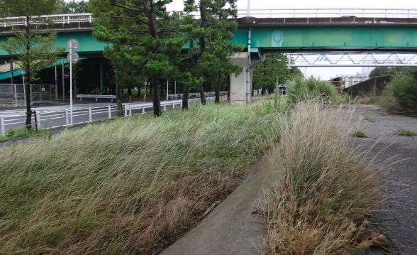 202609野分あと