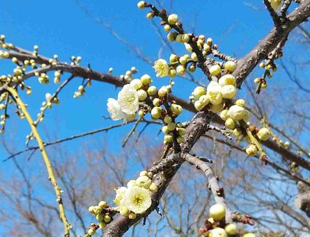 枝垂梅(26.2)