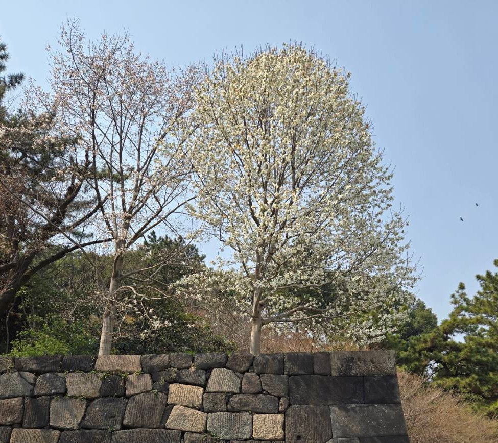 皇居東御苑の辛夷