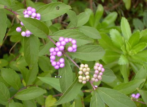 紫式部（１０月）
